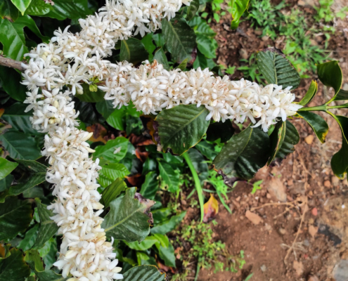 Floración del café en La Palma
