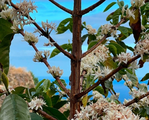 Plantación de café en La Palma